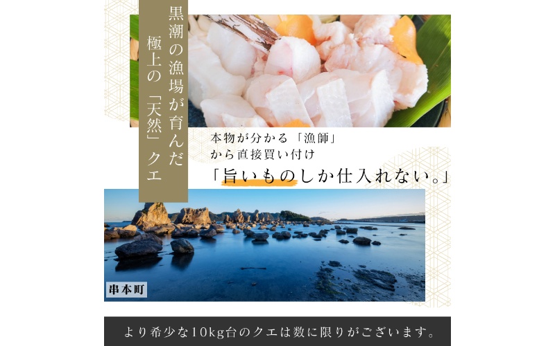 【個体10kg以上】幻の高級魚 くえ 天然クエ鍋セット 1人前300g 【2024年10月上旬～2025年2月下旬に順次発送】 / クエ クエ鍋 天然 魚 魚貝 海鮮　