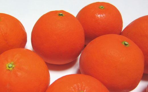 【2025年4月より順次発送】有田育ちの爽快セミノールオレンジ(ご家庭用)　約7.5kg