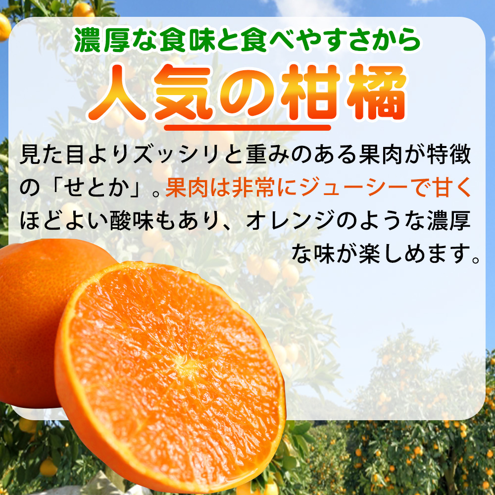 とろける食感 ジューシー柑橘 せとか 約2.5kg みかん 蜜柑 柑橘 オレンジ 果物 フルーツ 国産 和歌山県広川町 ※2025年2月上旬頃〜2月下旬頃に順次発送予定