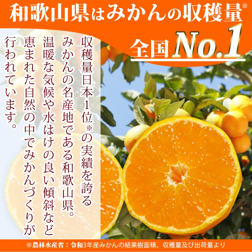 紀州和歌山まるごとみかんゼリー 145g×6個 化粧箱入 ※2024年10月上旬頃より発送予定