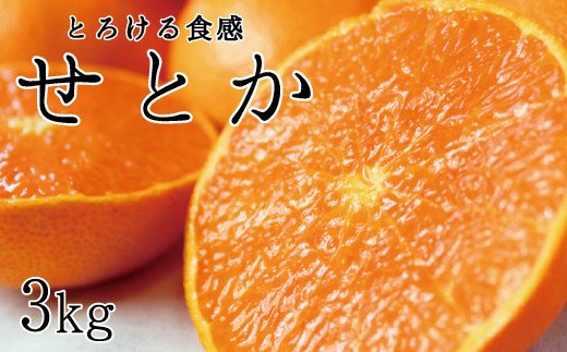 とろける食感！ジューシー柑橘 せとか 約3kg【予約】※2025年2月末頃〜3月中旬頃発送(お届け日指定不可) せとか みかん ミカン 柑橘 フルーツ 果物 くだもの