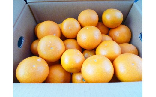【予約】【ジューシー】清見オレンジ 5kg ※2025年3月下旬～2025年4月中旬頃に順次発送予定（お届け日指定不可）/ オレンジ みかん ミカン 蜜柑 柑橘 フルーツ 果物 くだもの 和歌山