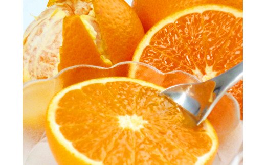 【予約】【ジューシー】清見オレンジ 5kg ※2025年3月下旬～2025年4月中旬頃に順次発送予定（お届け日指定不可）/ オレンジ みかん ミカン 蜜柑 柑橘 フルーツ 果物 くだもの 和歌山