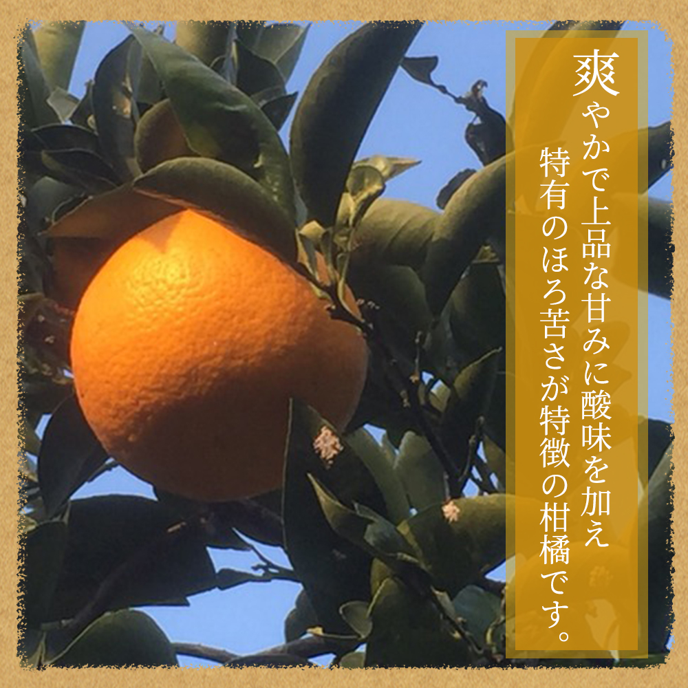 紀州和歌山産 八朔（はっさく） 約10kg ※2025年2月上旬頃～下旬頃に順次発送 ※日付指定不可 八朔 はっさく 柑橘 果物 くだもの フルーツ