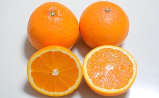 【訳あり・ご家庭用】和歌山由良町産の濃厚清見オレンジ約10kg　※2025年2月中旬～2025年2月下旬頃（お届け日指定不可）