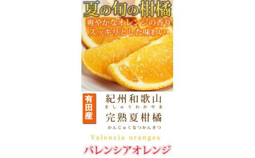 秀品　希少な国産バレンシアオレンジ　2.5kg　※2024年6月下旬頃〜7月上旬頃順次発送（お届け日指定不可）