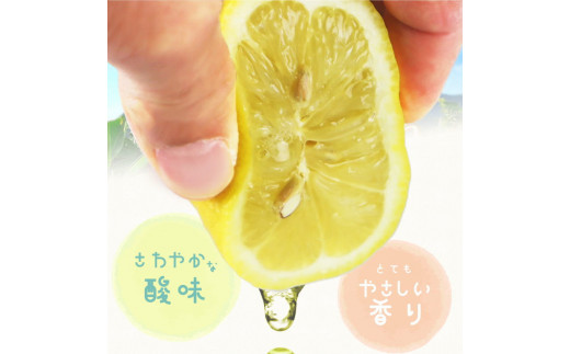 秀品　紀州有田産レモン　2.5kg【予約】※2025年3月上旬頃〜3月下旬頃に順次発送予定(お届け日指定不可) レモン れもん 果物 柑橘