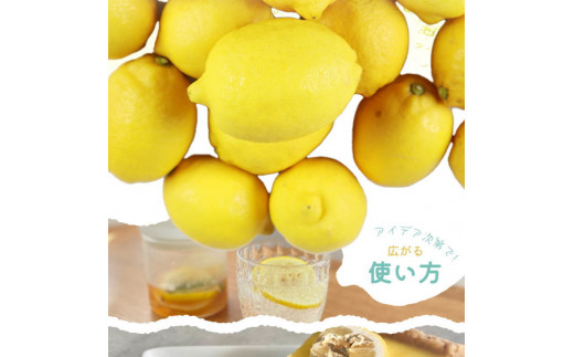 秀品　紀州有田産レモン　2.5kg【予約】※2025年3月上旬頃〜3月下旬頃に順次発送予定(お届け日指定不可) レモン れもん 果物 柑橘