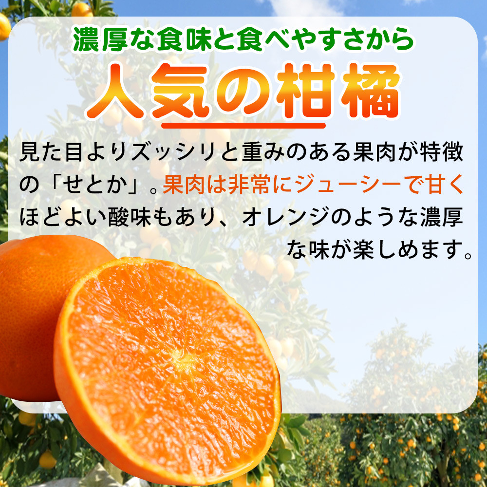 とろける食感！ジューシー柑橘 せとか 約3kg【予約】※2025年2月末頃〜3月中旬頃発送(お届け日指定不可) せとか みかん ミカン 柑橘 フルーツ 果物 くだもの