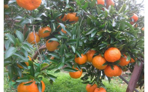 果肉入り！くしもとポンカンジュース A 720ml ×3本セット 果汁100％ まるごと絞った無添加ストレートジュース  ドリンク 柑橘 ぽんかん フルーツ みかん ミカン オレンジ 限定 和歌山【sse202B】