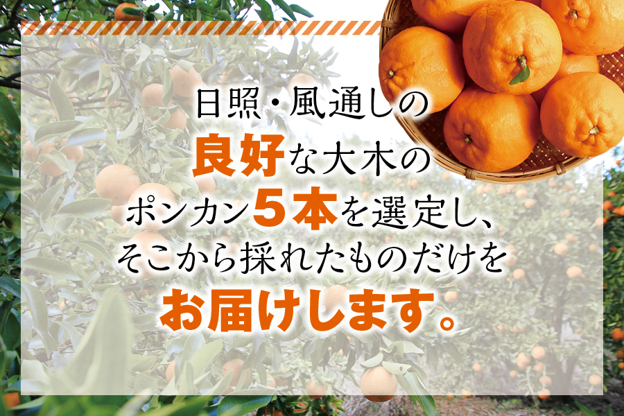 【先行予約】プレミア和歌山認定！ ポンカン姫 5kg 【2025年1月上旬～2025年2月上旬発送予定】 数量限定の極上ポンカン 柑橘類 ぽんかん フルーツ 果実 みかん ミカン オレンジ 旬 限定【sse103】