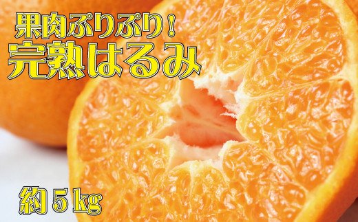 果肉ぷりぷり!完熟はるみ5kg　※2025年2月上旬頃～下旬頃に順次発送予定(お届け日指定不可) 