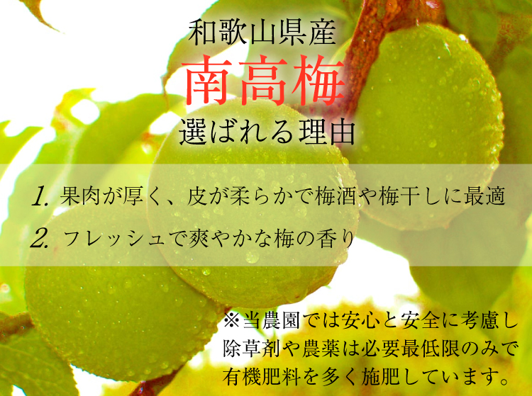 【梅干・梅酒用】（4Lまたは3L－10kg）熟南高梅＜2025年6月上旬～7月上旬ごろに順次発送予定＞【art007A】