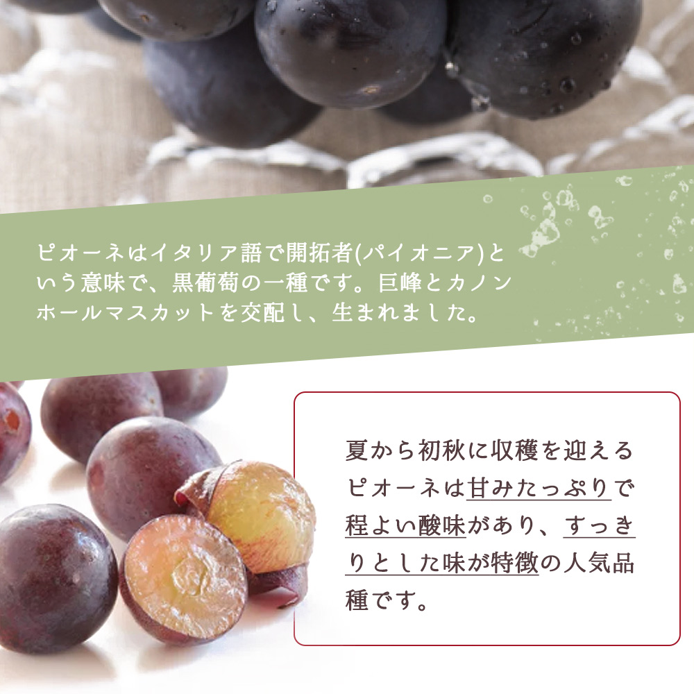 çŽå·åæå±±ç£ ããªãŒã çŽ2kg â»2026幎8æäžæ¬é ã2026幎9æäžæ¬é ã«é 次çºé â»æ¥ä»æå®äžå¯ ã¶ã©ã ãã㊠è¡è æç© ãã ãã® ãã«ãŒããuot781ã