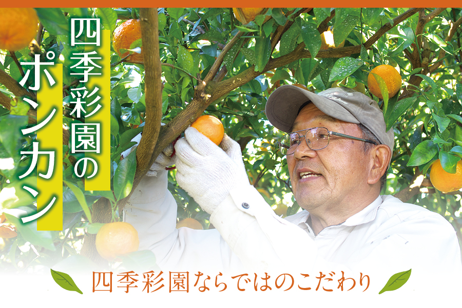 【訳あり】くしもとポンカン 10kg S･Mサイズ混合 ご家庭用 先行予約【2025年1月上旬～2025年2月上旬発送予定】（お届け日指定不可） 訳あり みかん 柑橘 ぽんかん フルーツ ミカン オレンジ 限定【sse207】