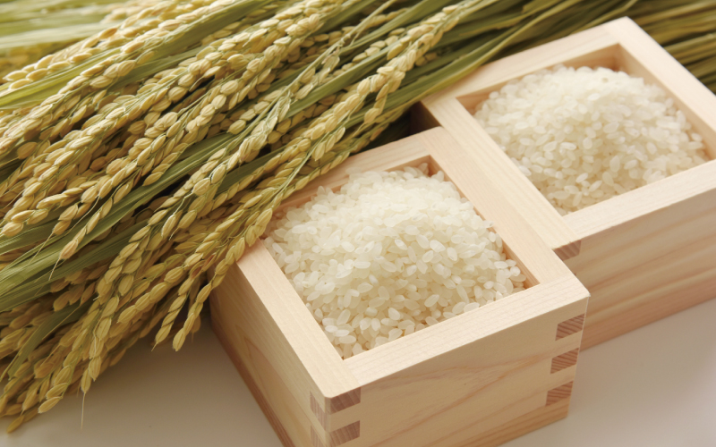 和歌山県産 キヌヒカリ 5kg(2024年産)  産地直送 米 こめ ご飯 ごはん 【sml101】