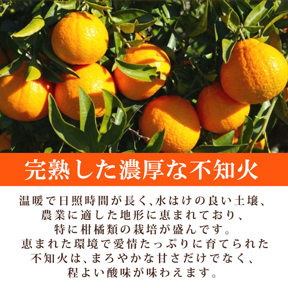 【先行予約】紀州有田産不知火(しらぬひ) 2.5kg ※2025年2月中旬頃〜3月中旬頃に順次発送予定（お届け日指定不可）/ みかん 不知火 和歌山 フルーツ 有田