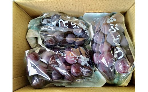 【予約受付】ブラックオリンピア 約1kg（2～3房）【2026年8月中に順次発送予定】 巨峰に似たはちみつぶどうと呼ばれる幻のぶどう 【申し込みは7月下旬まで】【nuk114A】