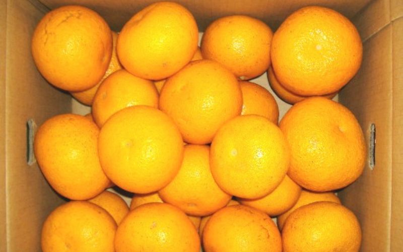 和歌山由良町産 さつきはっさく 約5kg 秀品 サイズおまかせ (Ｌまたは２Ｌいずれかお届け) 八朔 柑橘 果物 くだもの フルーツ 【sml120A】