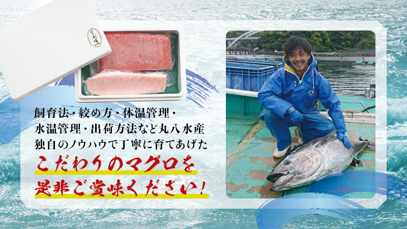 本マグロ 中とろ 800g（400g×2）サク 「プレミア和歌山認定」  和歌山県でも指折りの好漁場で養殖された本鮪です！  南紀串本よしだ本鮪【mhs102A】