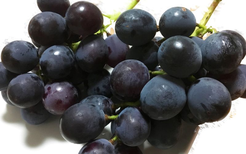 çŽå·æç°ç£ ãã©ãã¯ãªãªã³ãã¢(ããããã¶ã©ã) çŽ2kg â»2026幎8æäžæ¬é ã2026幎9æäžæ¬é ã«é 次çºéäºå® / ã¶ã©ã ãã㊠è¡è ãã«ãŒã æç© ãã ãã®ãuot005ã