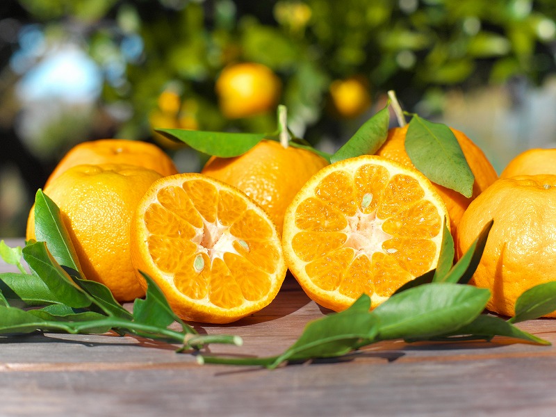 果肉入り！くしもとポンカンジュース A 720ml ×3本セット 果汁100％ まるごと絞った無添加ストレートジュース  ドリンク 柑橘 ぽんかん フルーツ みかん ミカン オレンジ 限定 和歌山【sse202B】