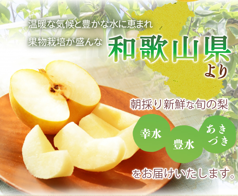 紀州和歌山産の梨 3玉 化粧箱入 ※2024年8月中旬〜9月中旬頃に順次発送 ※日付指定不可 梨 なし ナシ 果物 くだもの フルーツ 甘い