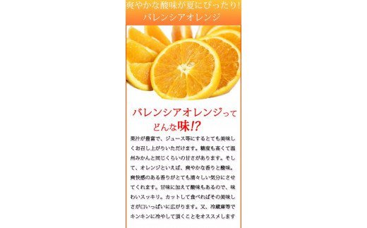 秀品　希少な国産バレンシアオレンジ　2.5kg　※2024年6月下旬頃〜7月上旬頃順次発送（お届け日指定不可）