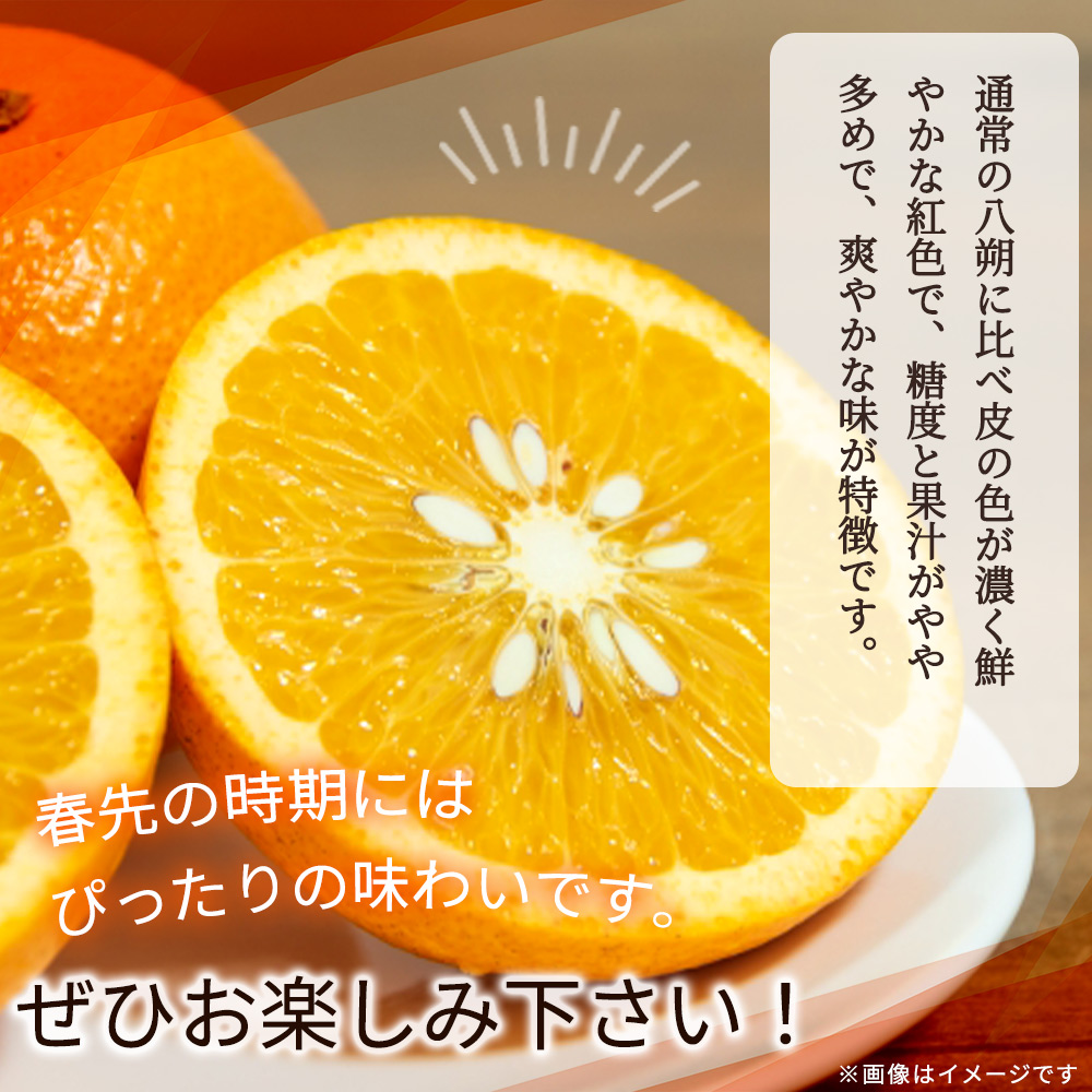 【先行予約】紀州有田産木成り完熟紅八朔８kg ※2025年2月下旬頃〜2025年3月下旬頃に順次発送予定（お届け日指定不可）/ みかん 不知火 和歌山 フルーツ 有田