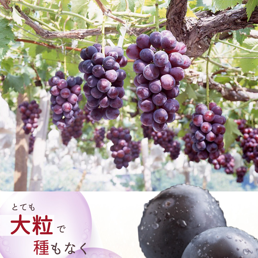 çŽå·åæå±±ç£ ããªãŒã çŽ2kg â»2026幎8æäžæ¬é ã2026幎9æäžæ¬é ã«é 次çºé â»æ¥ä»æå®äžå¯ ã¶ã©ã ãã㊠è¡è æç© ãã ãã® ãã«ãŒããuot781ã