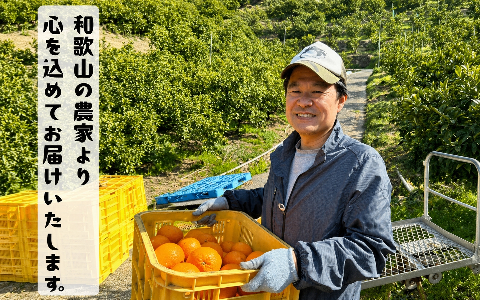 ç¹éžã»ãããŒã«ãªã¬ã³ãž7.5kg+200g(è£åå)ã2027幎4æäžæ¬ïœ5æäžæ¬é ã«é 次çºéäºå®ããard266ã