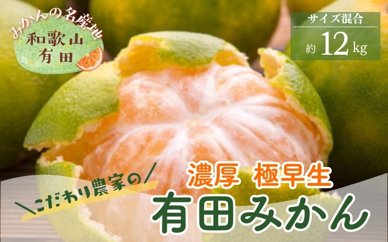 ＜10月中旬〜＞【産地直送】濃厚 極早生 有田みかん 12kg  ※2024年10月中旬〜10月下旬頃に順次発送予定　