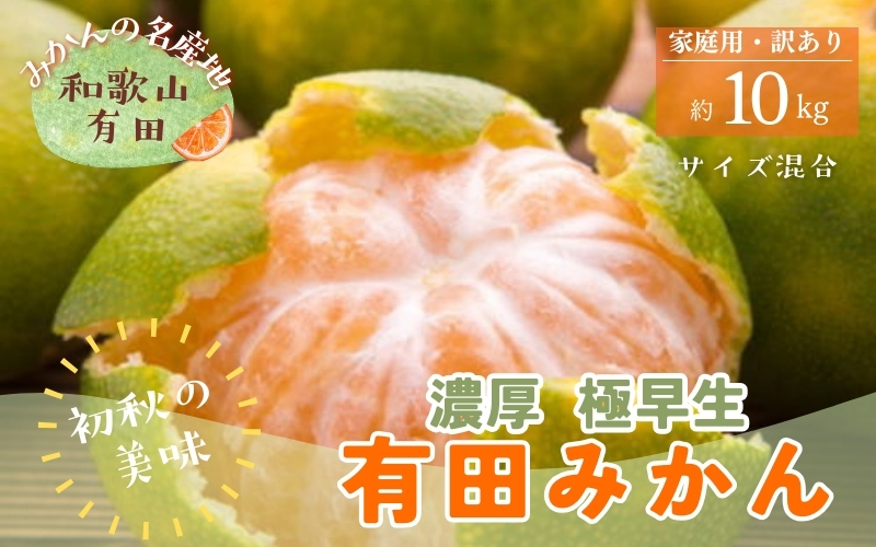 【初秋の美味】ご家庭用ゆら早生有田みかん　約10kg+200g(傷み補償分)【サイズ混合】【2026年10月中旬～11月上旬頃に順次発送予定】【ard053C】
