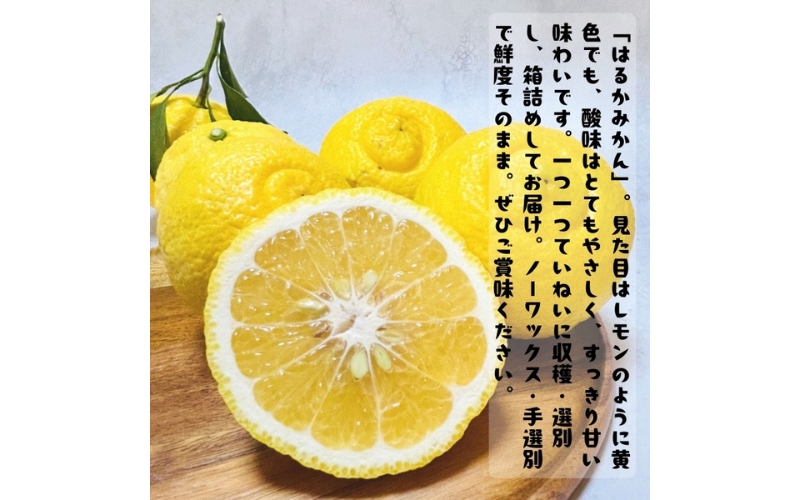 【先行予約】【人気柑橘】 有田育ちの はるか みかん（訳あり 家庭用）5kg+200g(痛み補償分) ※2027年1月下旬～3月下旬に順次発送 ※着日指定不可【ard156B】