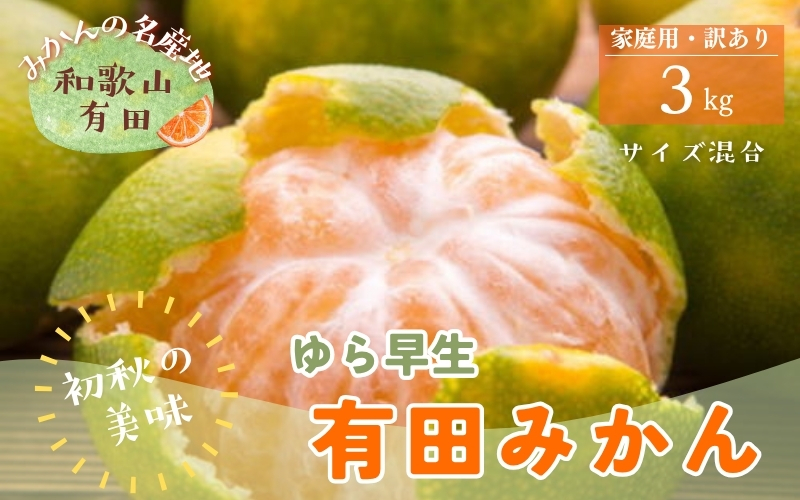 【初秋の美味】ご家庭用ゆら早生有田みかん　約3kg+200g(傷み補償分)【サイズ混合】【2026年10月中旬～11月上旬頃に順次発送予定】【ard236A】