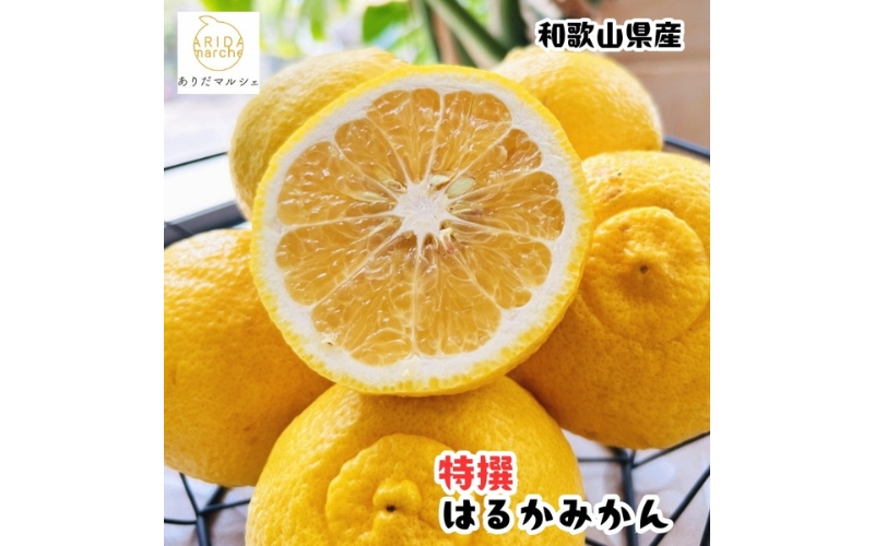 【先行予約】【人気柑橘】 特撰 はるかみかん  5kg+200g(痛み補償分) ※2027年1月下旬～3月下旬に順次発送【ard250A】