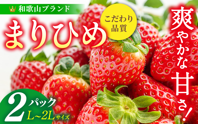 【先行予約】まりひめ いちご 12粒～15粒入り×2パック（500g）2027年1月中旬頃～2027年3月下旬頃に順次発送予定（お届け日指定不可）/ いちご 苺 まりひめ 和歌山 フルーツ 果物 くだもの【kgr007B】