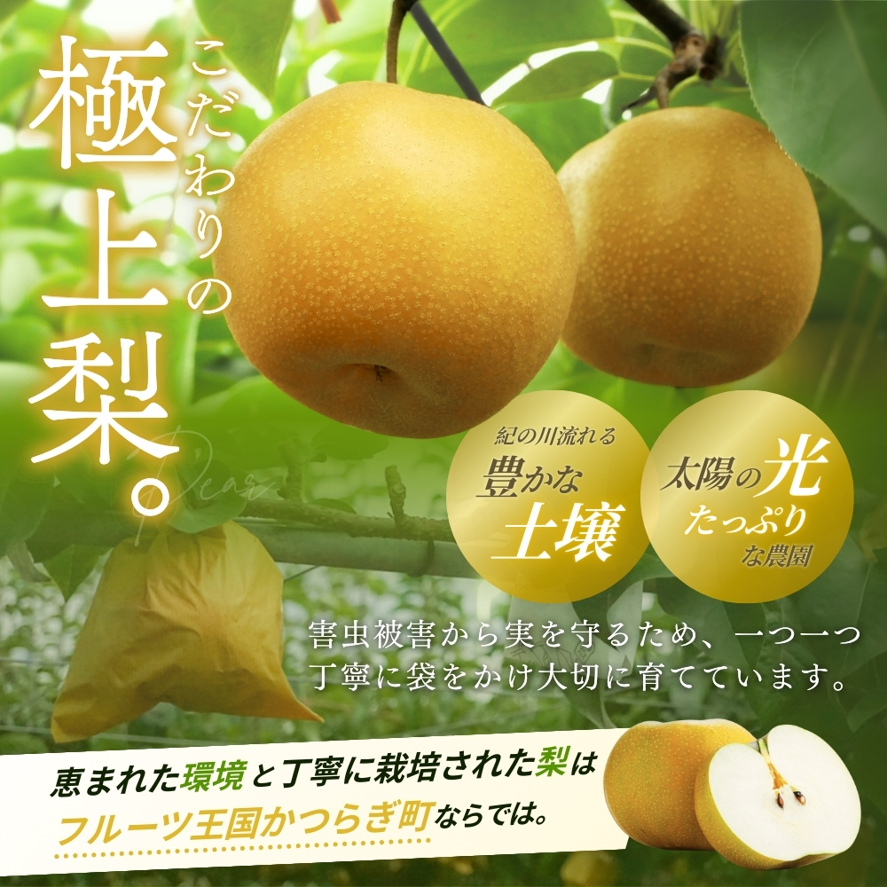 ãå
è¡äºçŽãæ¬ã®æ¢š(幞氎ãŒè±æ°ŽãŒããã¥ã) 極äžç§åïŒäžçïœå€§çïŒ6ïœ8åå
¥ã 2026幎8æäžæ¬ïœ9æäžæ¬é ã«é 次çºéäºå®ïŒãå±ãæ¥æå®äžå¯ïŒ/ åæå±± 梚 ãã«ãŒã æç© ãã ãã®ãkgr015ã