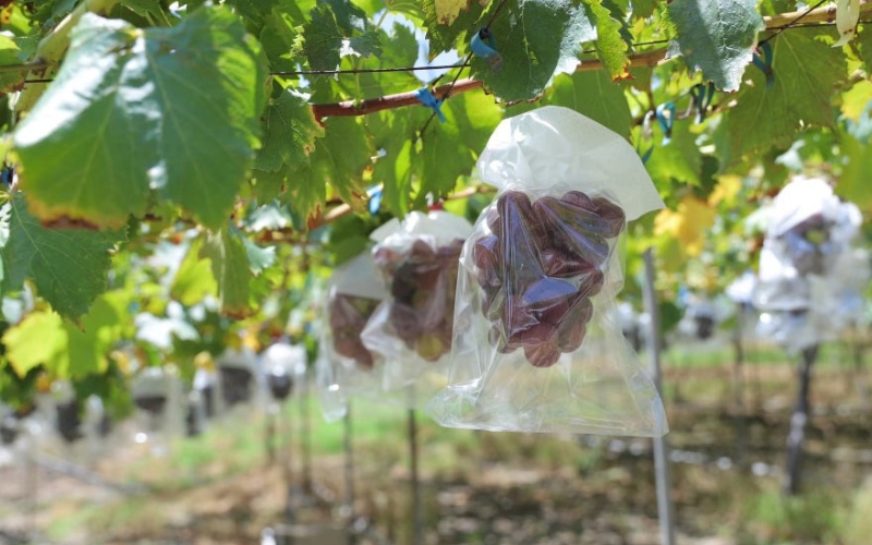 かつらぎ町産　ピオーネ　2房（約1.25kg）【2026年8月中旬～9月末ごろ順次発送】※日付指定不可 【ikd732A】
