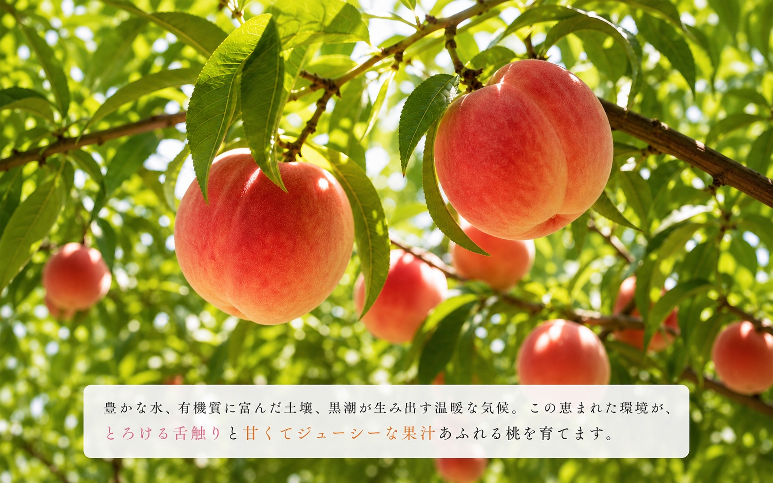 紀州和歌山産の桃　１５玉　化粧箱入 ※2027年6月下旬頃〜8月上旬頃次発送（お届け日指定不可） 【uot780A】