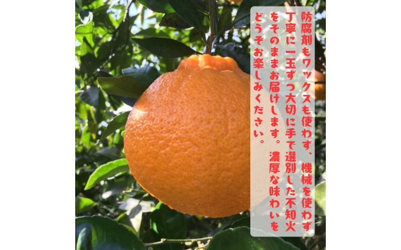 特選 濃厚 不知火 (通称デコポン)  5kg+200g(痛み補償分) ※2027年1月下旬～3月下旬に順次発送【ard259】