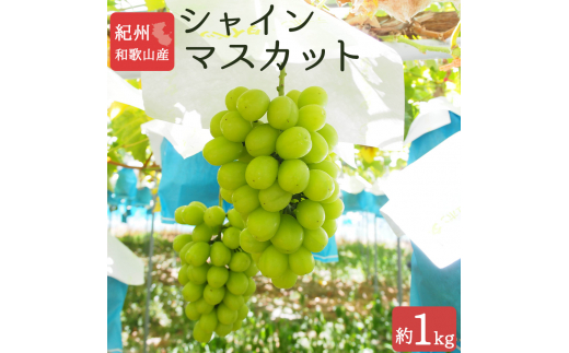 紀州和歌山産 シャインマスカット 約1kg ※2026年8月中旬頃〜2026年9月上旬頃に順次発送 ※日付指定不可 ぶどう ブドウ 葡萄 マスカット 果物 くだもの フルーツ 人気【uot782】