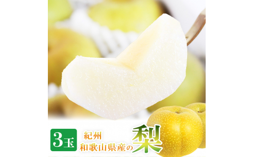 紀州和歌山産の梨 3玉 化粧箱入 ※2026年8月中旬頃〜2026年9月上旬頃に順次発送 ※日付指定不可 梨 なし ナシ 果物 くだもの フルーツ 甘い【uot787】