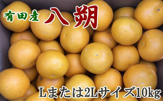 【手選果】有田産の八朔10kg（Lまたは2Lサイズいずれかお届け）＜2027年1月下旬～2027年2月下旬頃＞【tec846A】