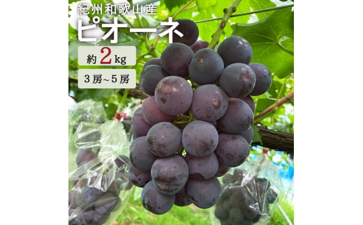 紀州和歌山産 ピオーネ 約2kg ※2026年8月下旬頃〜2026年9月下旬頃に順次発送 ※日付指定不可 ぶどう ブドウ 葡萄 果物 くだもの フルーツ【uot781】