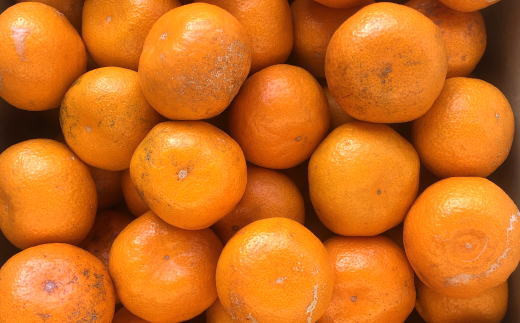 [訳あり規格]和歌山有田みかん10kg（S～Lサイズおまかせ）※2025年11月中旬～2026年1月中旬頃順次発送【tec830A】