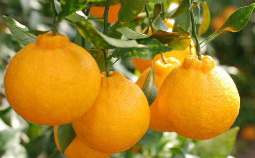 【お味濃厚】紀州有田産の大玉デコポン約5kg（12玉～18玉入り・青秀以上）※2026年1月中旬～2026年3月中旬頃順次発送(お届け日指定不可)【tec811B】