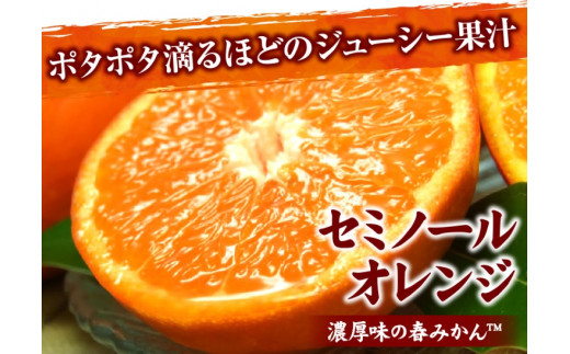 セミノールオレンジ 約5kg/サイズおまかせ　※2025年4月中旬～2025年5月下旬頃に順次発送予定(お届け日指定不可)　紀伊国屋文左衛門本舗　【kstb481A】