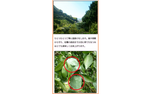 åå€ã®ã¿ããããªã€ã¿3kgãâ»2026幎4æäžæ¬é ïœ2026幎4æäžæ¬é é æ¬¡çºéïŒãå±ãæ¥æå®äžå¯ïŒãuot753Aã