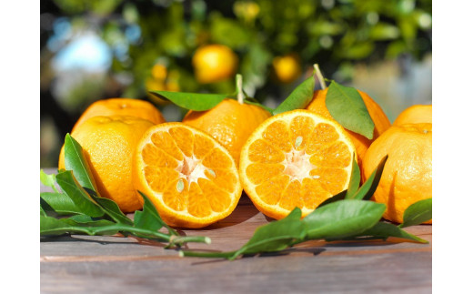 ããµãããšçŽçšãææ±100ïŒ
ïŒããããšãã³ã«ã³ãžã¥ãŒã¹ 900g Ã3æ¬ ç¡æ·»å æèå
¥ãã¹ãã¬ãŒããžã¥ãŒã¹ / ããªã³ã¯ ææ© ãœããã ãã«ãŒã ã¿ãã ãã«ã³ ãªã¬ã³ãž éå® åæå±±ãsse206Bã